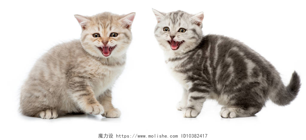 蓝色背景下的两只可爱的小猫咪在白色查出的灰拼贴画